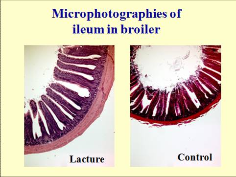 Lacture (tall villi) vs. control (short villi)